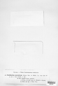 Coniothyrium concentricum image